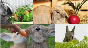 Jakou zeleninu a ovoce lze králíkům podávat, pravidla krmení a co ne